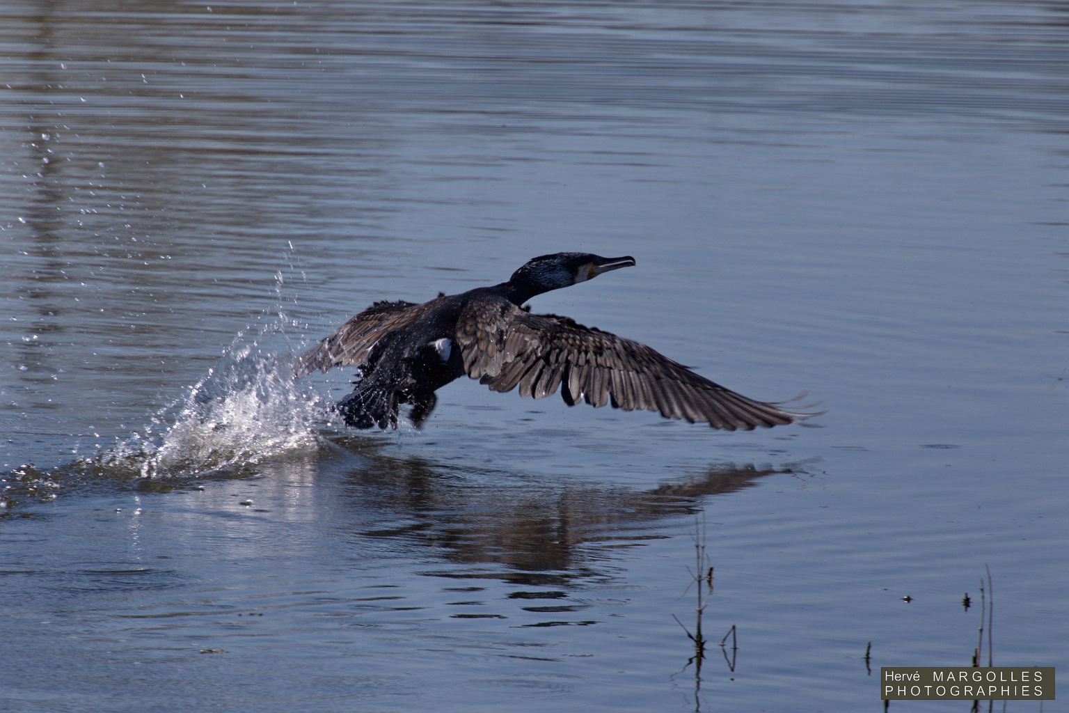 Grand Cormoran-03.jpg